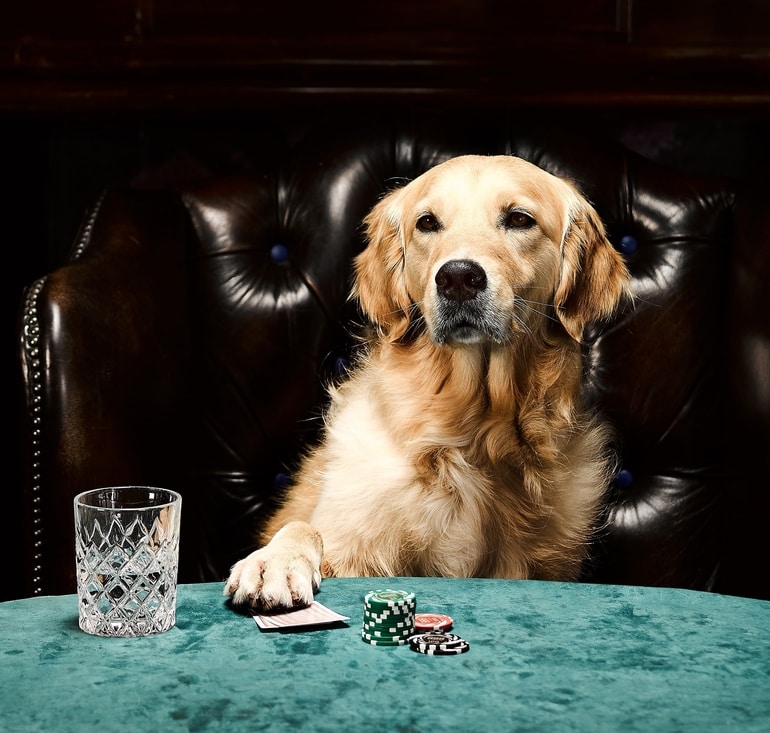 Poker Dog